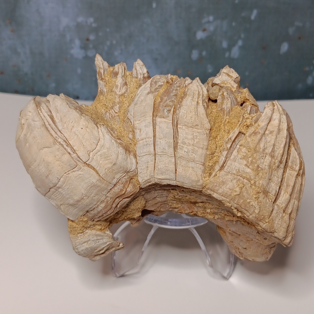 FINAL PRICE! Fossilized Barnacle Cluster - Picture 3 of 5